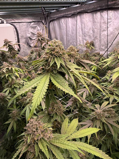Bisotti Gelato Indoor zelt 3