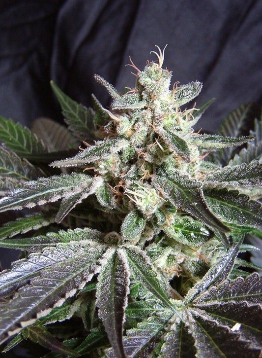 Black Jack Headbud