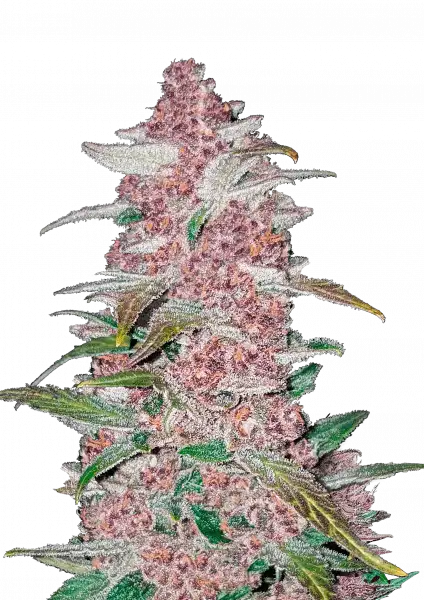 Original Blackberry Auto Fast Buds