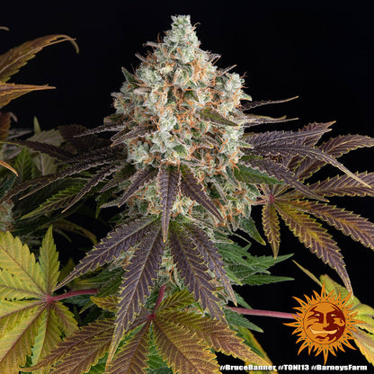 Bruce Banner Feminisiert Bild 2 von Barneys Farm