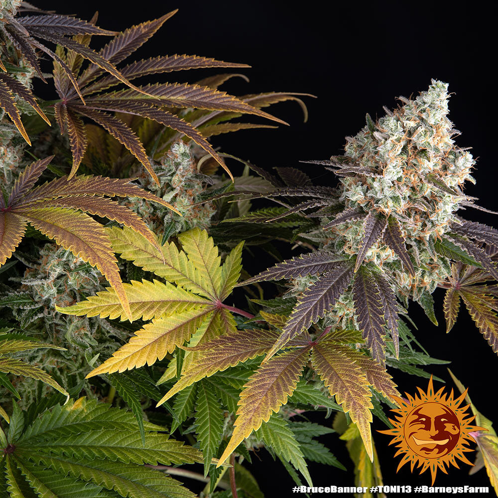 Bruce Banner Feminisiert Bild 6 von Barneys Farm