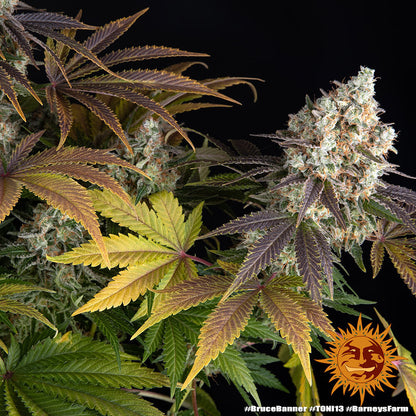 Bruce Banner Feminisiert Bild 6 von Barneys Farm
