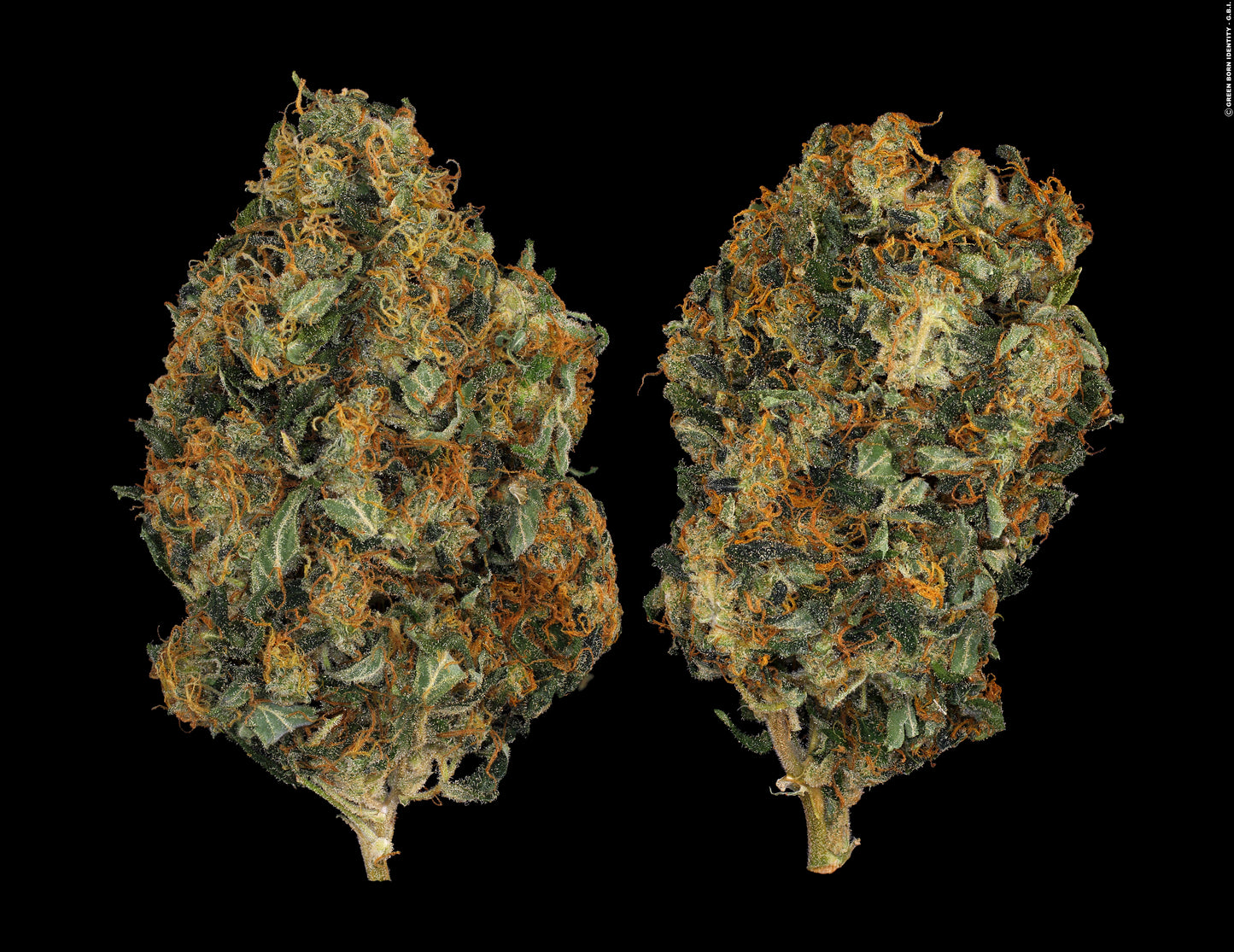 CBD-Chronic