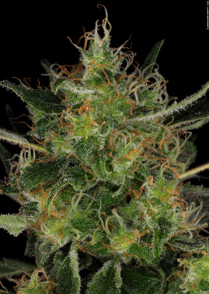 CBD-Chronic
