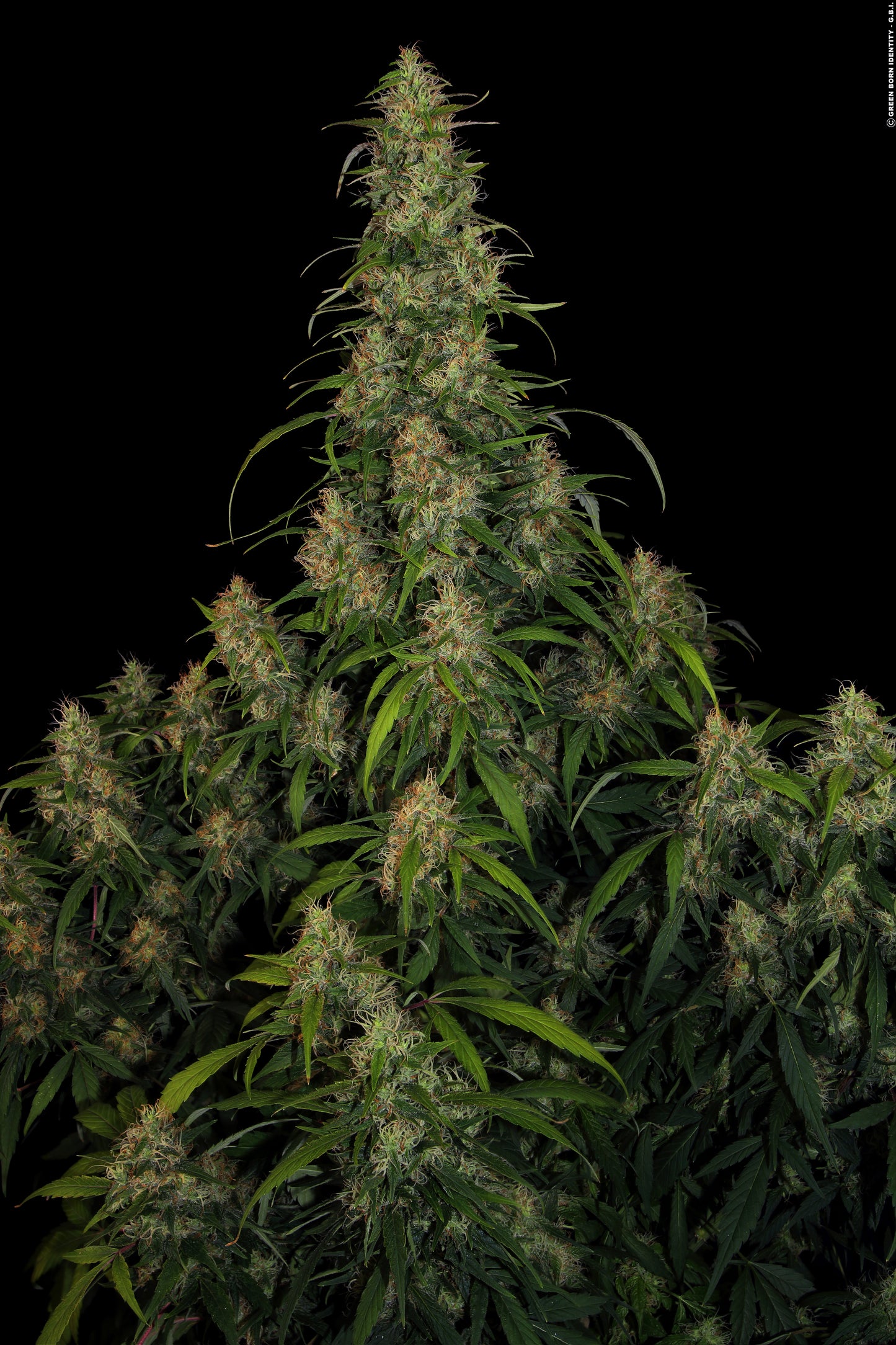 CBD-Chronic