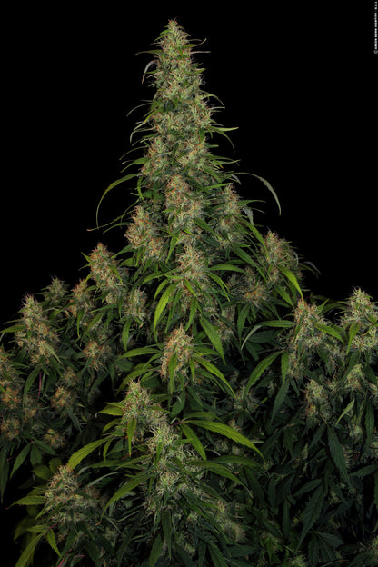 CBD-Chronic