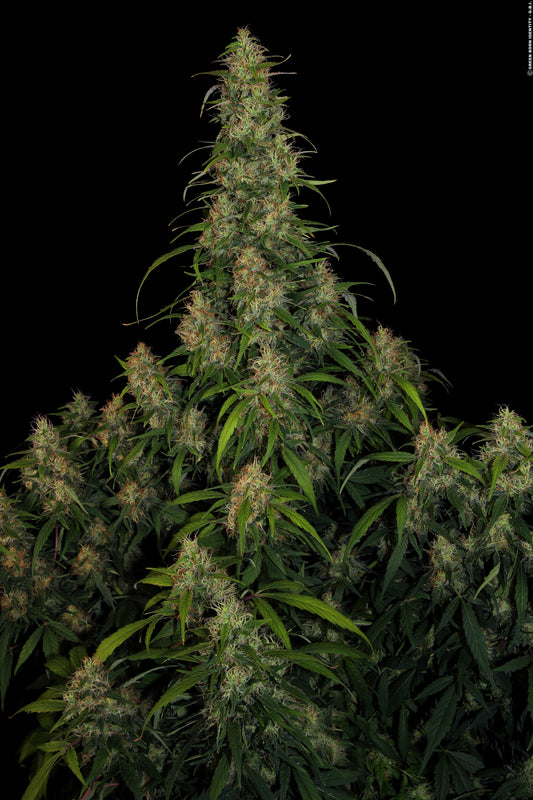 CBD-Chronic