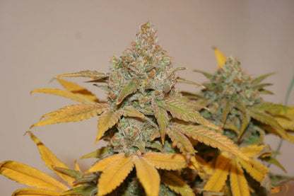 Cheesedog true canna