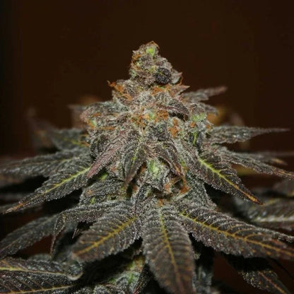 Chemonade v3 von true canna genetics
