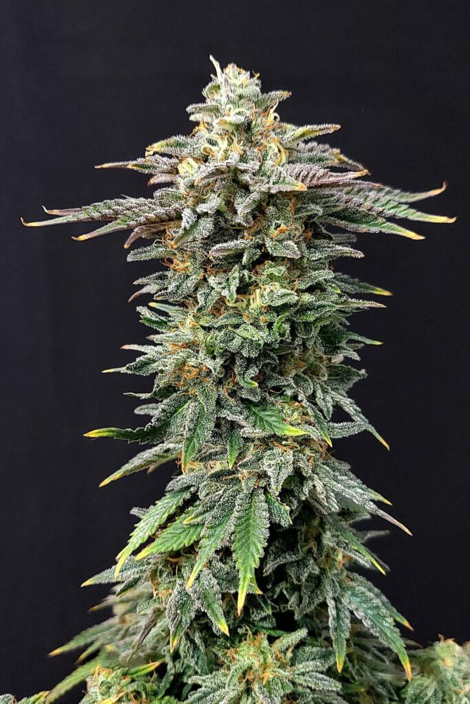 Cherry Dream Headbud vor dunklem Hintergrund