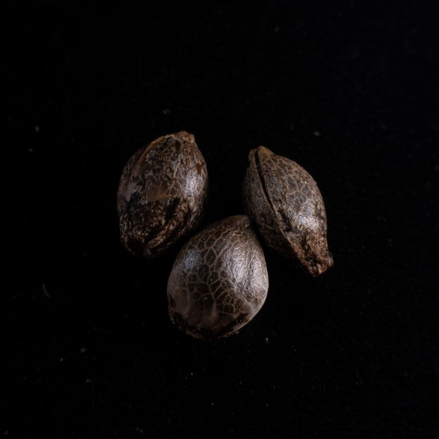 Cherry Dream 3 Seeds