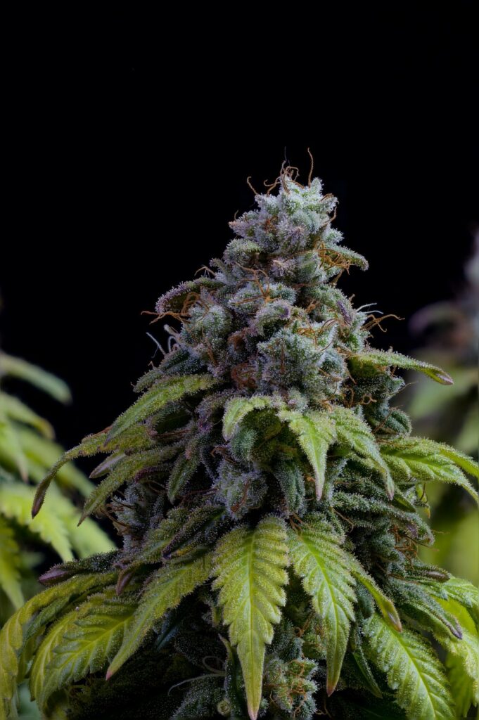 Cherry Dream Headbud