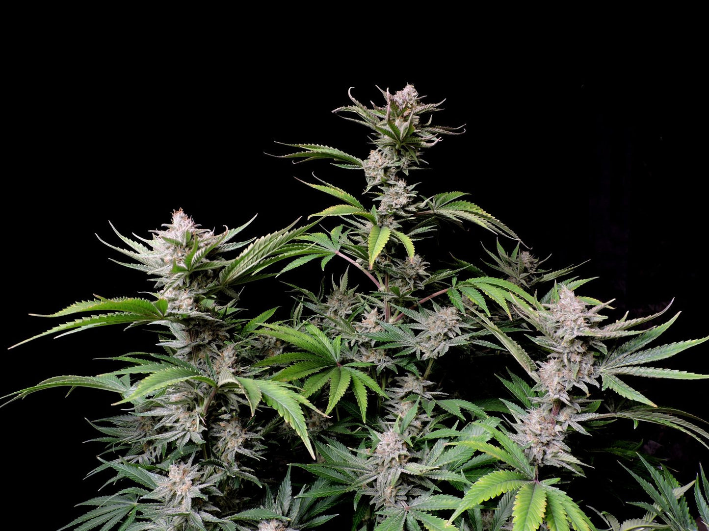 Cherry Cola Auto 2