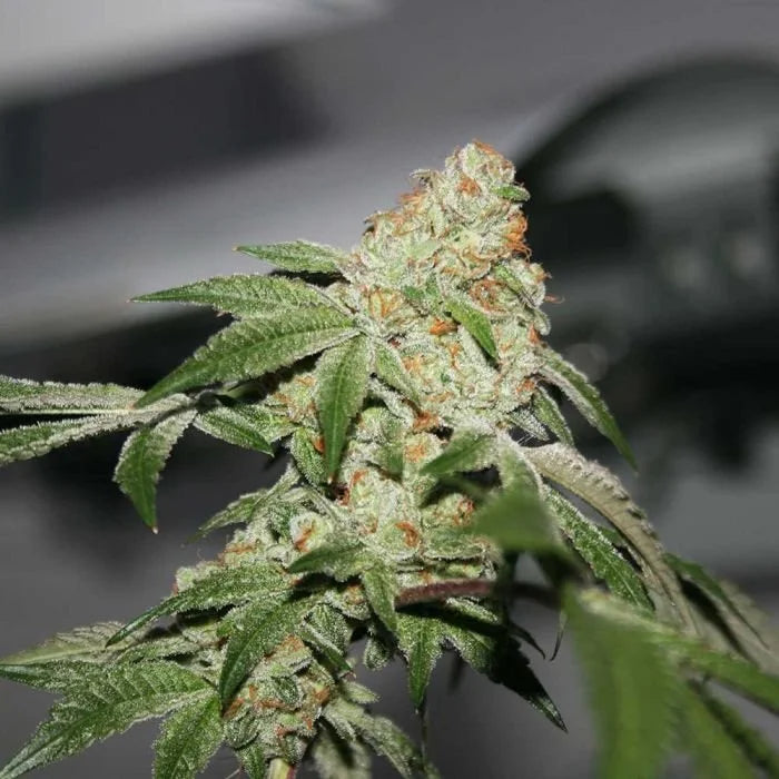 Comback Kush von true canna genetics