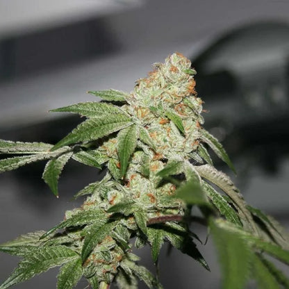 Comback Kush von true canna genetics