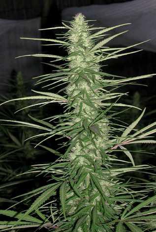 Congo Headbud indoor