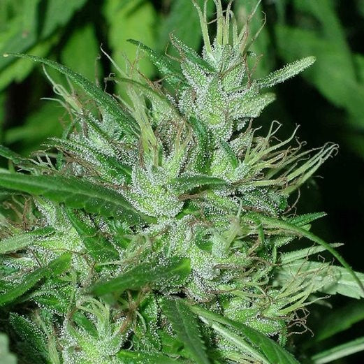 Congo Headbud