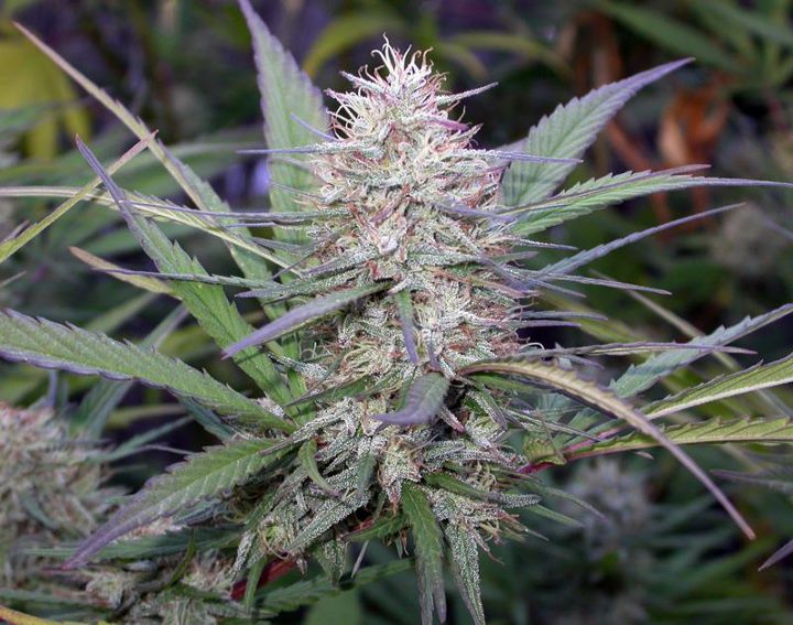 Congo Landrasse Outdoor