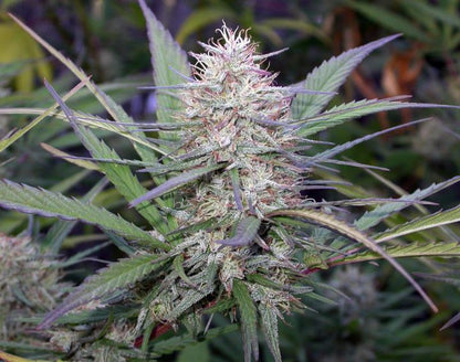 Congo Landrasse Outdoor
