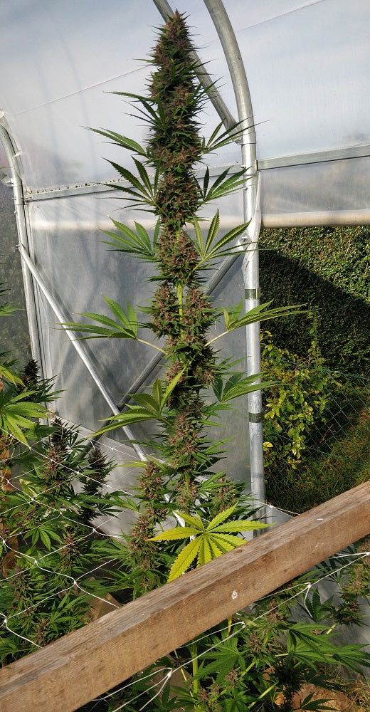 Congo Landrasse Outdoor whole plant