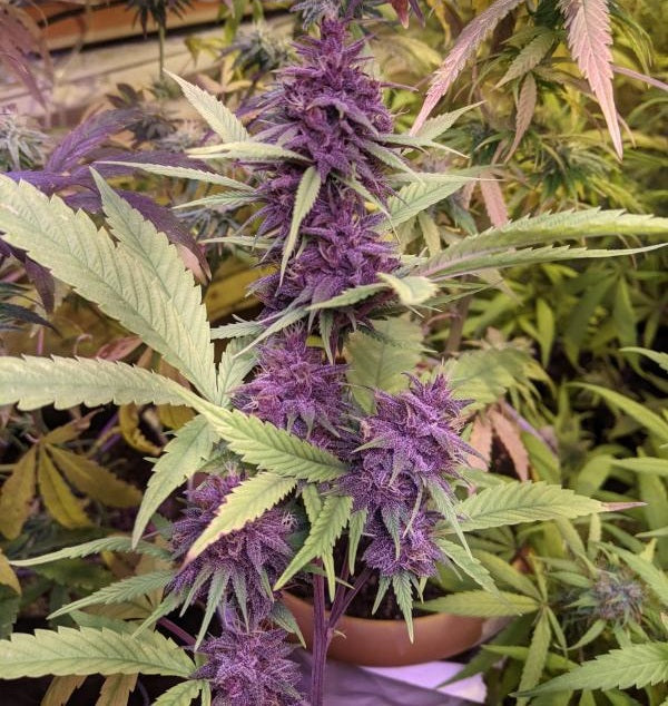 Congo Purple Outdoor