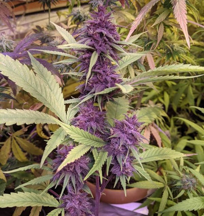 Congo Purple Outdoor