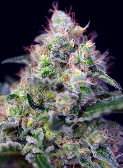 Cream Caramel Bud