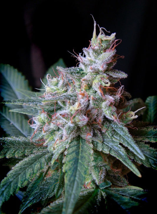 Cream Caramel Headbud