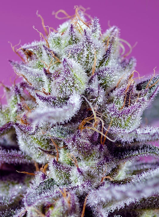 Diablos Delight XL Auto Bud