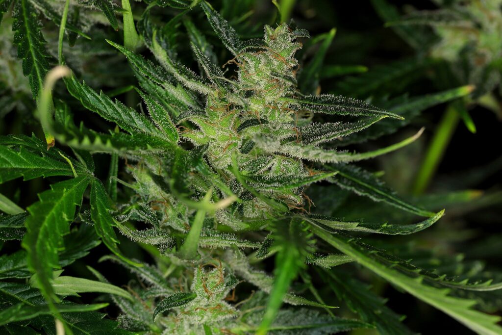 Dosidos Auto Bud in der Blüte