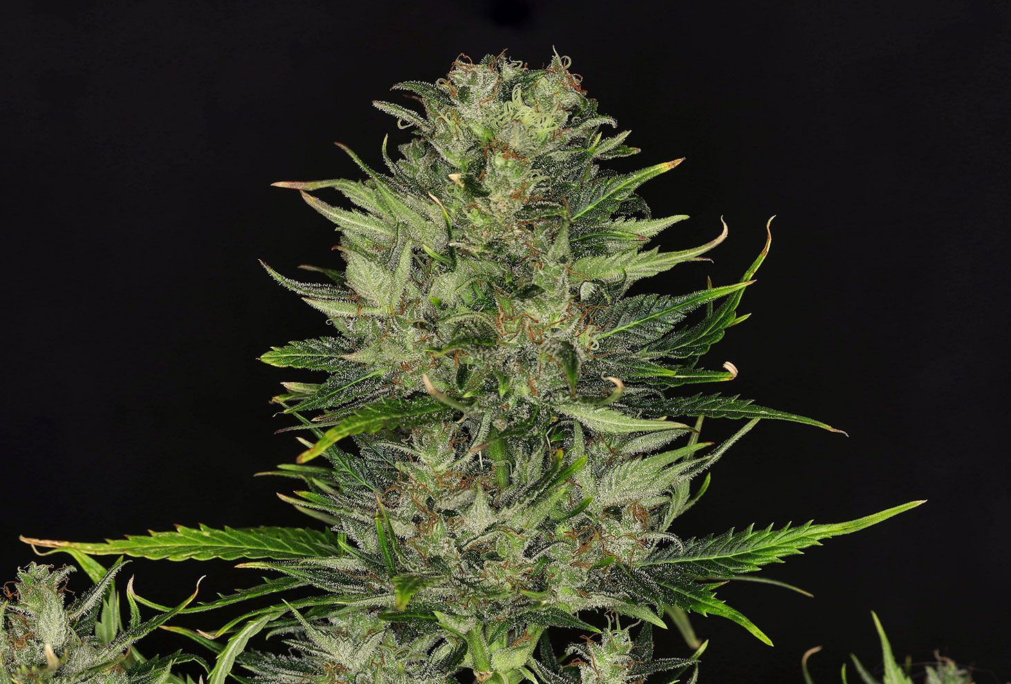 Dosidos Auto Bud von Kannabia