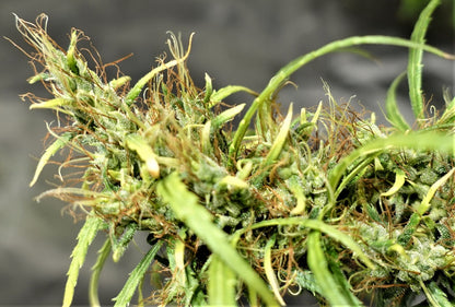 Ethiopia Bud ACE Seeds