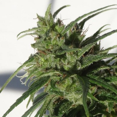Äthiopische Landrasse Bud ACE Seeds