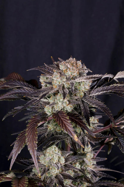 Frostbaner Auto F4 headbud