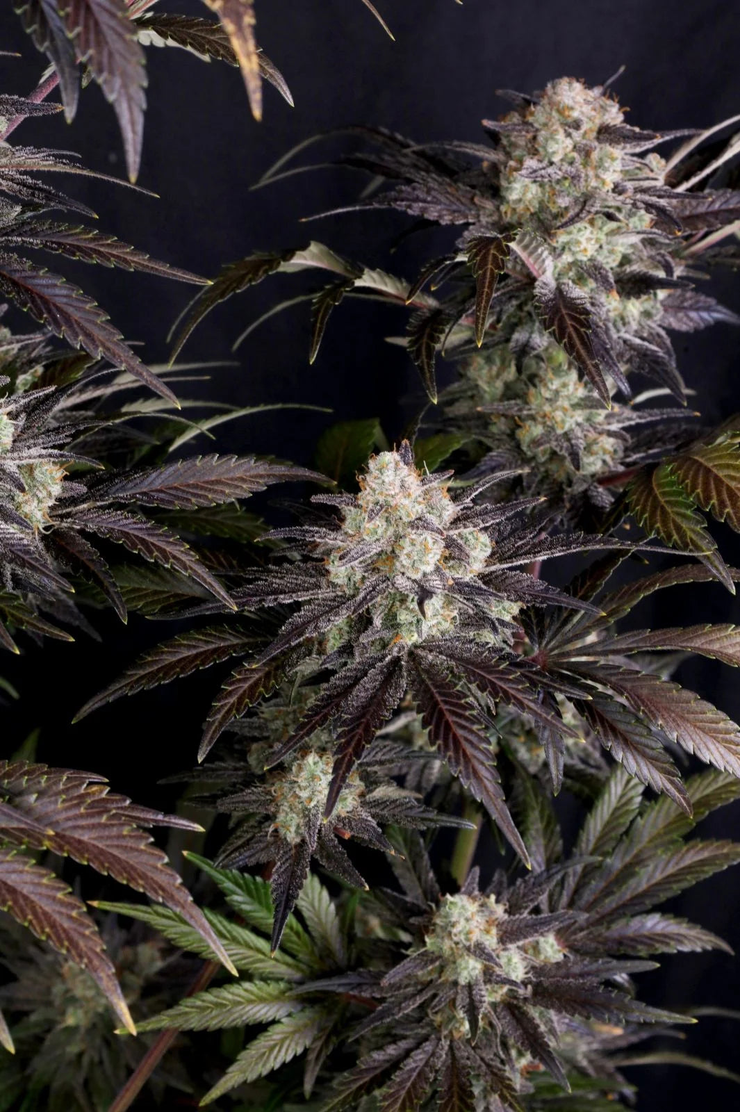 Frostbaner Auto F4 Buds