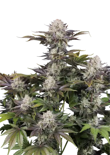 Frostbaner Auto F4 Plant