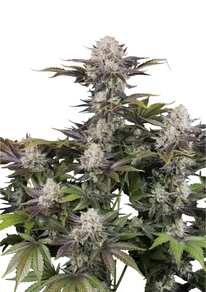 Frostbaner Auto F4 Plant