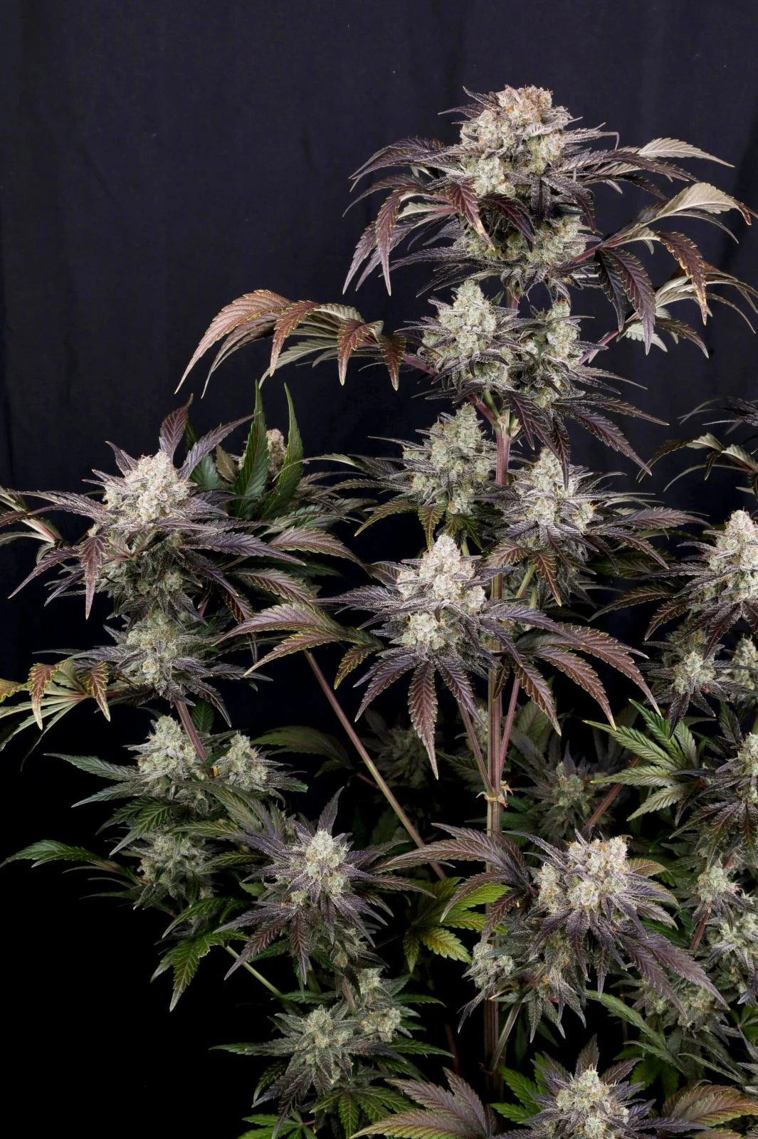Frostbaner Auto F4 Plant 2