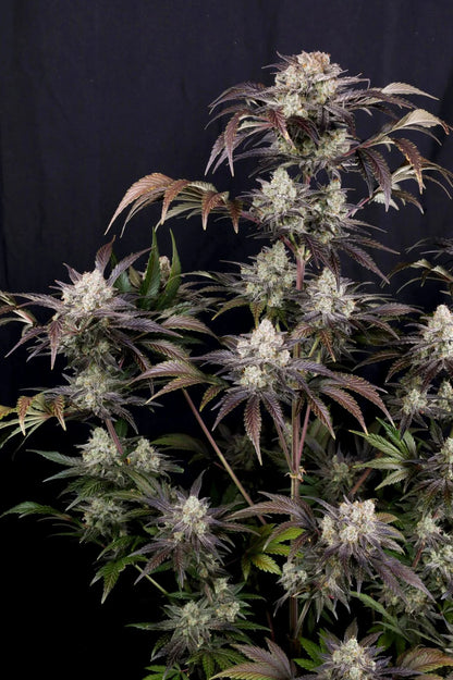 Frostbaner Auto F4 Plant 2