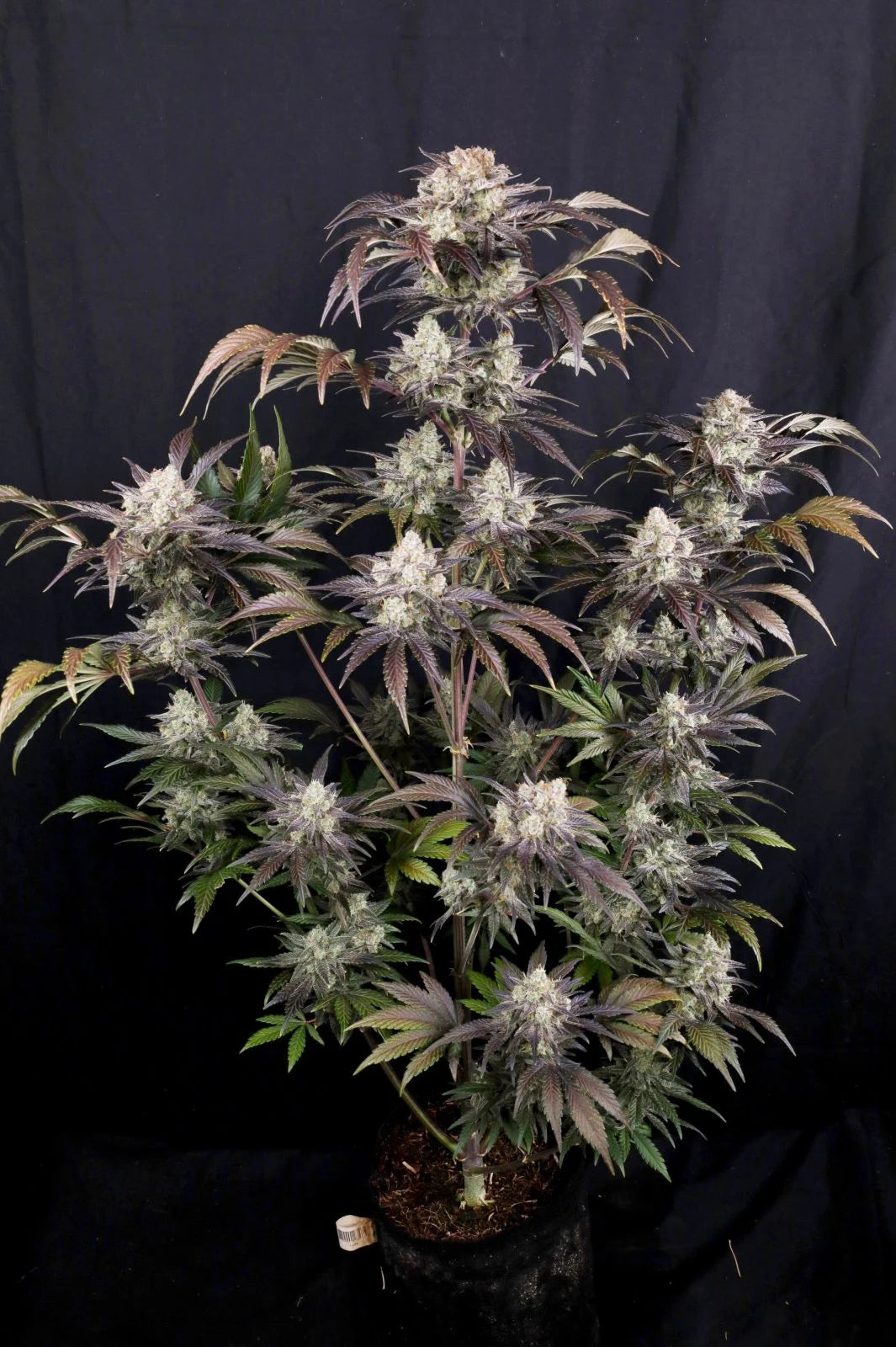 Frostbaner Auto F4 Plant 1