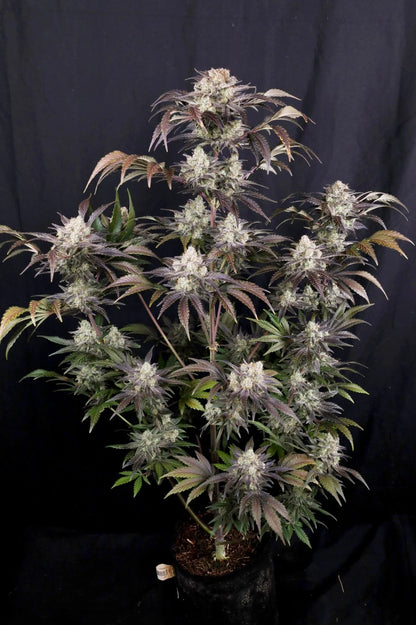 Frostbaner Auto F4 Plant 1