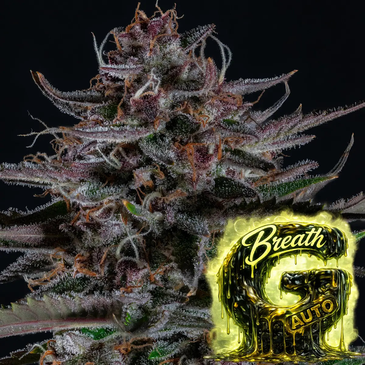 G Breath auto Headbud 4