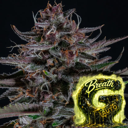 G Breath auto Headbud 4