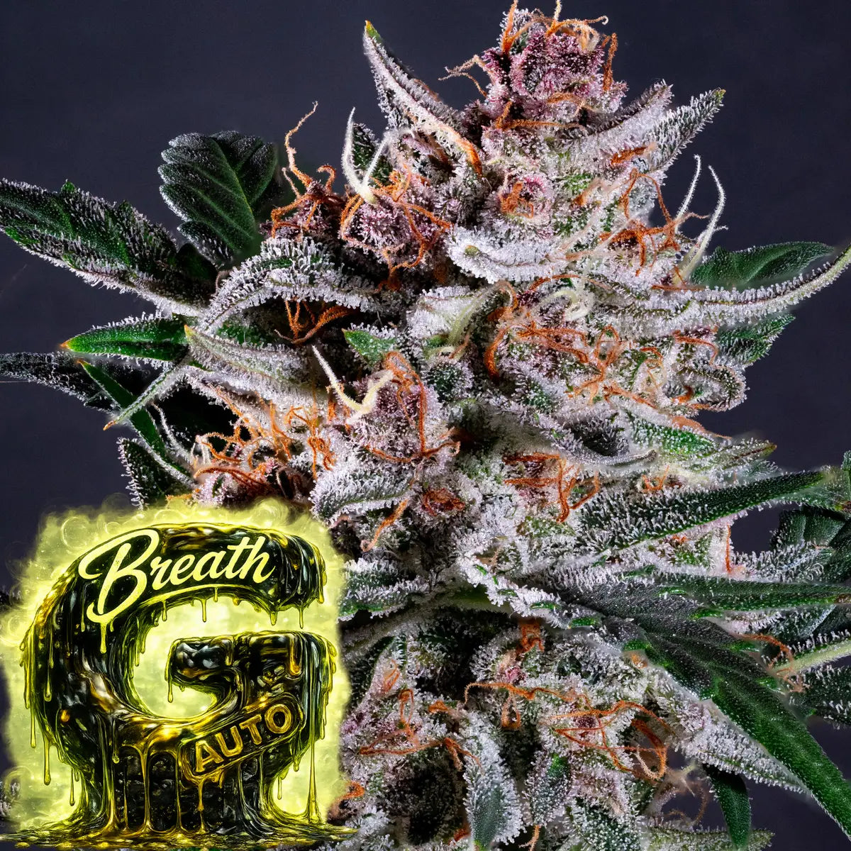 G Breath auto Headbud 2