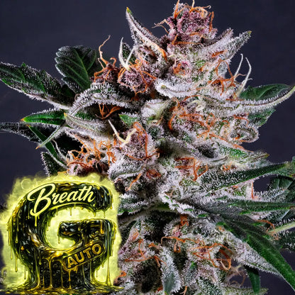 G Breath auto Headbud 2