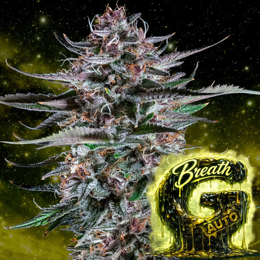 G Breath auto Headbud