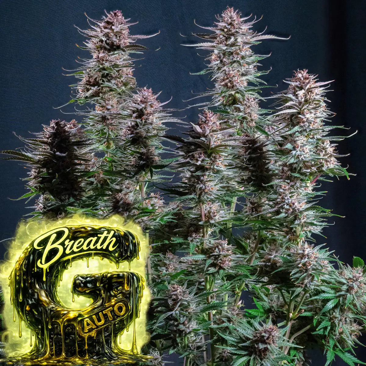 G Breath auto Plant