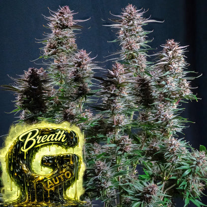 G Breath auto Plant