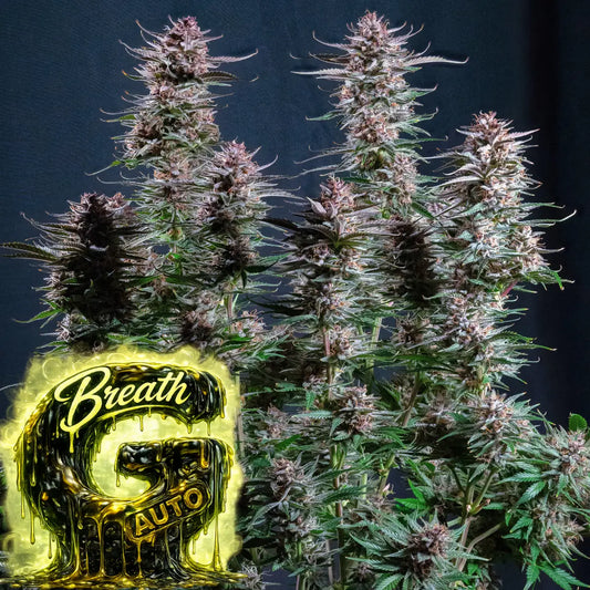 G Breath auto Plant