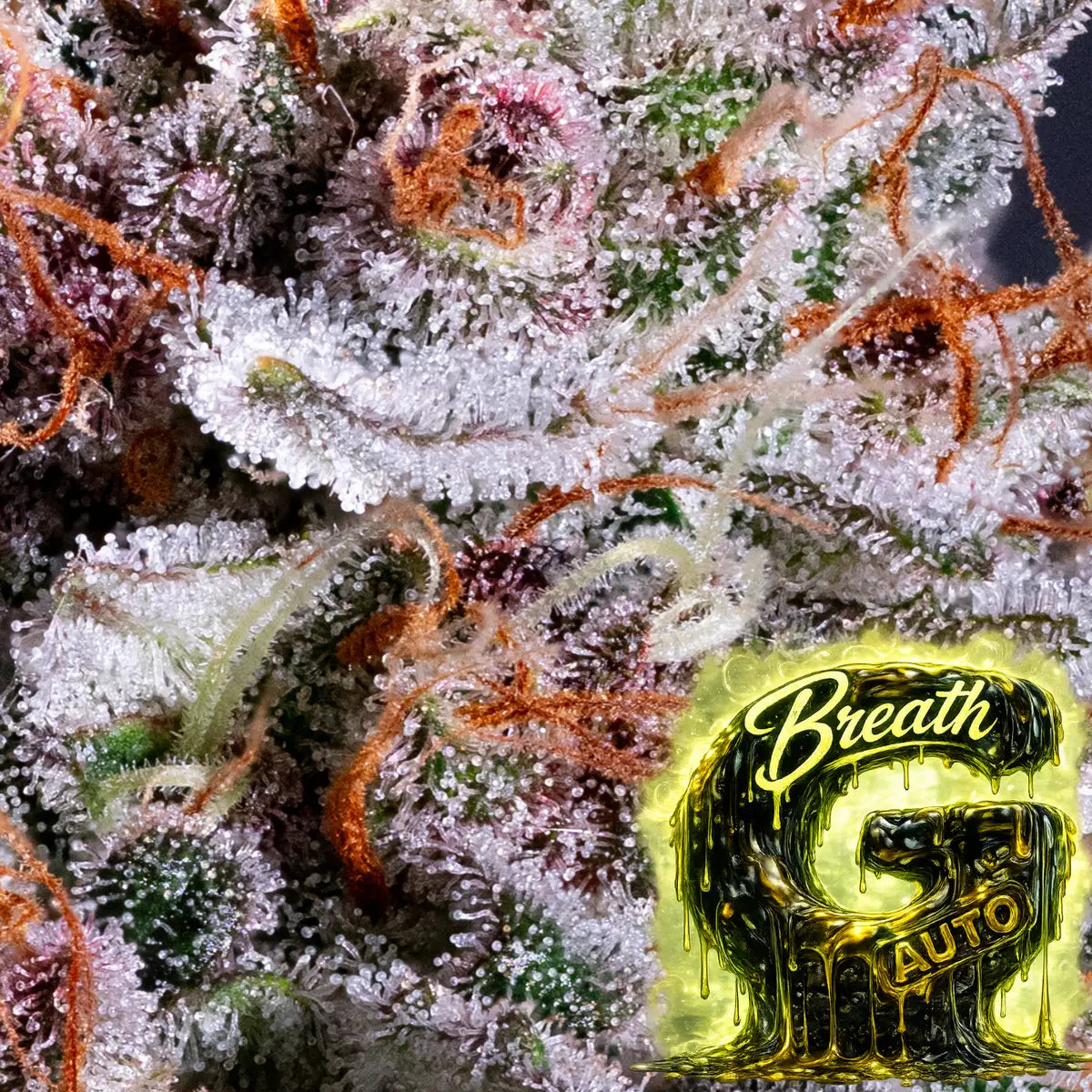 G Breath auto Trichome